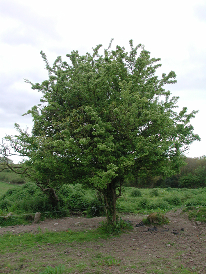 Tree at Killowen.jpg 252.8K